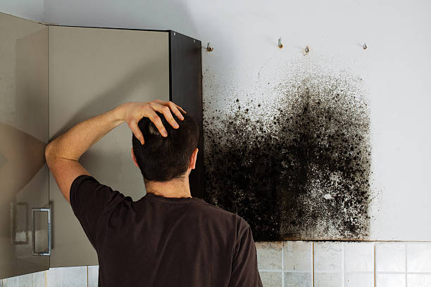Best White Mold Remediation in Central, TN